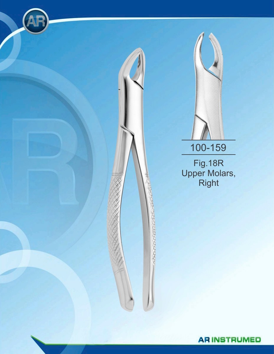 Fig.18R Molari superiori, destra
